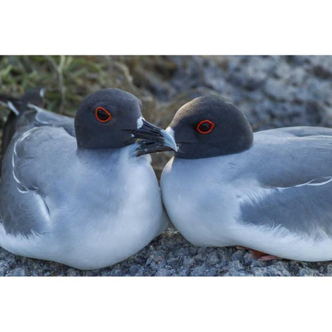 Ecuador, Galapagos NP Swallow-tailed gull pair Black Modern Wood Framed Art Print by Illg, Cathy and Gordon