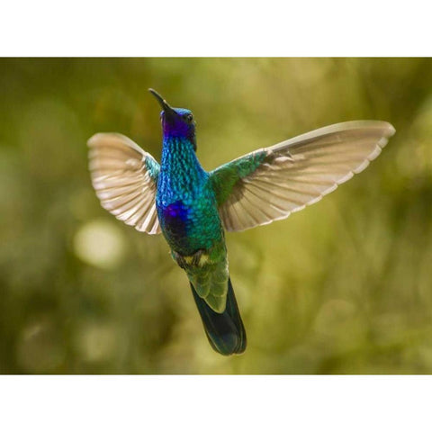 Ecuador Sparkling violet-ear hummingbird Black Modern Wood Framed Art Print by Illg, Cathy and Gordon