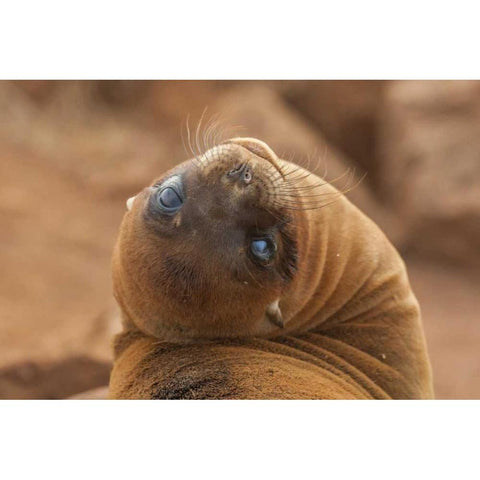 Ecuador, Galapagos NP Sea lion close-up Gold Ornate Wood Framed Art Print with Double Matting by Illg, Cathy and Gordon