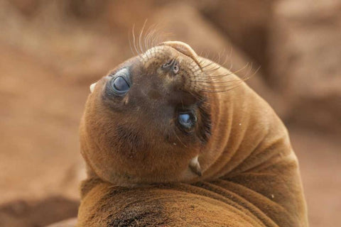 Ecuador, Galapagos NP Sea lion close-up White Modern Wood Framed Art Print with Double Matting by Illg, Cathy and Gordon
