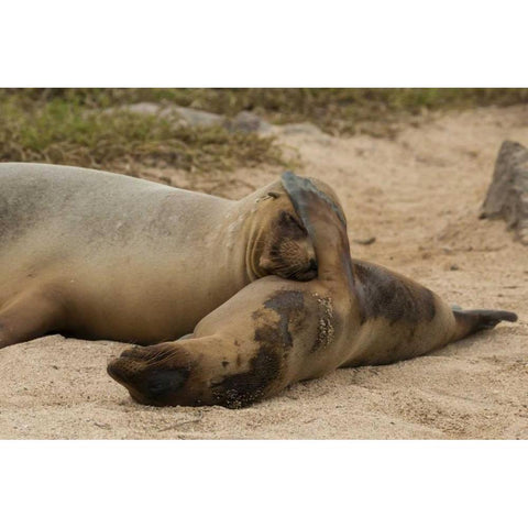 Ecuador, Galapagos NP Sleeping sea lions Black Modern Wood Framed Art Print by Illg, Cathy and Gordon