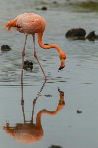 Ecuador, Galapagos NP Wading greater flamingo White Modern Wood Framed Art Print with Double Matting by Illg, Cathy and Gordon