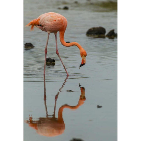 Ecuador, Galapagos NP Wading greater flamingo White Modern Wood Framed Art Print by Illg, Cathy and Gordon