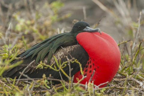 Ecuador, Galapagos Great Frigatebird displaying White Modern Wood Framed Art Print with Double Matting by Illg, Cathy and Gordon