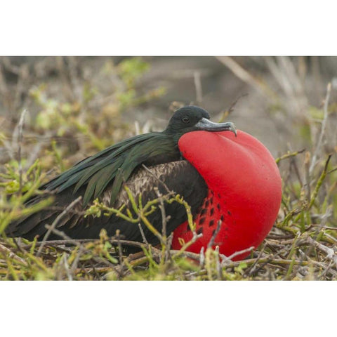 Ecuador, Galapagos Great Frigatebird displaying Black Modern Wood Framed Art Print by Illg, Cathy and Gordon