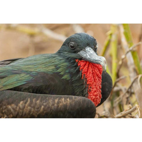 Ecuador, Galapagos NP Male great Frigatebird Black Modern Wood Framed Art Print by Illg, Cathy and Gordon