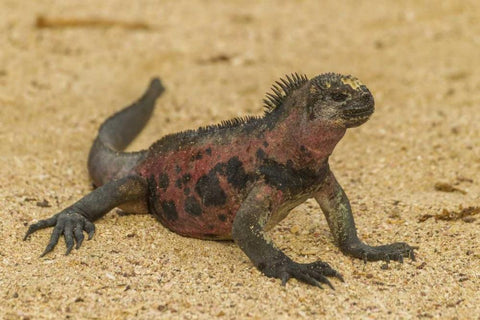 Ecuador, Galapagos NP Marine iguana on sand Black Ornate Wood Framed Art Print with Double Matting by Illg, Cathy and Gordon
