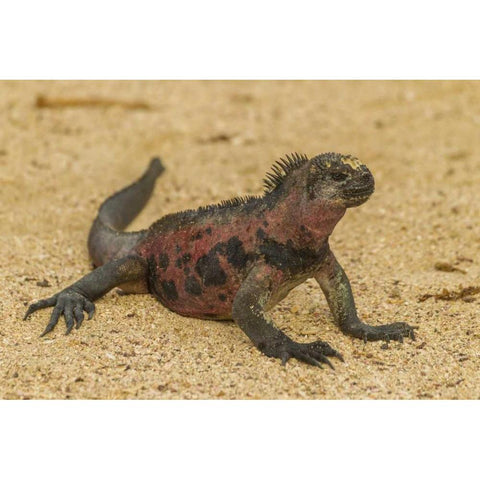 Ecuador, Galapagos NP Marine iguana on sand Black Modern Wood Framed Art Print by Illg, Cathy and Gordon