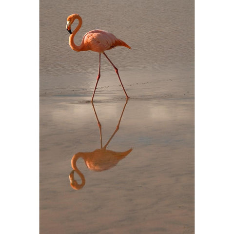 Greater Flamingo-Ecuador Black Modern Wood Framed Art Print by Sederquist, Betty