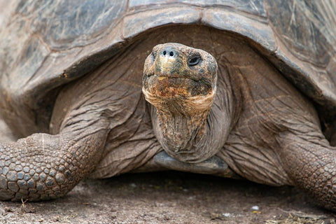 Giant tortoise lumbers along at the Charles Darwin Research Center. Black Ornate Wood Framed Art Print with Double Matting by Sederquist, Betty