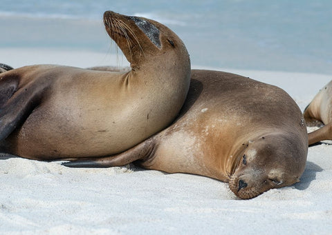 These sea lions cuddle at Gardner Bay- Espanola Island. Black Ornate Wood Framed Art Print with Double Matting by Sederquist, Betty