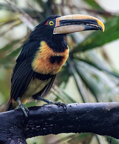 Aracari in the Cloud Forest has a huge bill. Black Modern Wood Framed Art Print by Sederquist, Betty