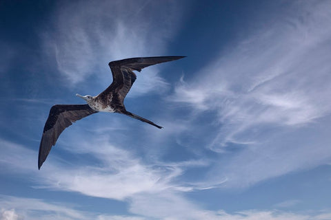 Bird soars above a ship in the Galapagos. Black Modern Wood Framed Art Print by Sederquist, Betty