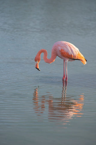 Flamingo looking for food in an estuary in the Galapagos Islands. Black Modern Wood Framed Art Print by Sederquist, Betty
