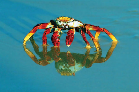 Full-frame of a sally-lightfoot crab with reflection. Black Ornate Wood Framed Art Print with Double Matting by Muir, Janet