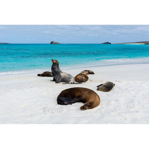 Galapagos Sea Lions-Zalophus californianus wollebaeki-Gardner Bay-Espanola Island-Galapagos islands Gold Ornate Wood Framed Art Print with Double Matting by Pitamitz, Sergio