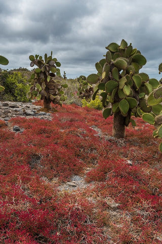 Sesuvium edmonstonei and cactus-South Plaza Island-Galapagos islands-Ecuador Black Ornate Wood Framed Art Print with Double Matting by Pitamitz, Sergio