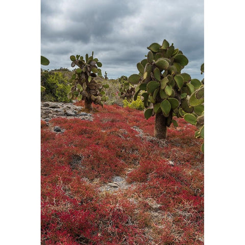 Sesuvium edmonstonei and cactus-South Plaza Island-Galapagos islands-Ecuador Black Modern Wood Framed Art Print by Pitamitz, Sergio