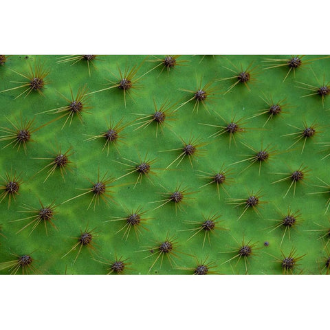 Close up of a cactus-South Plaza Island-Galapagos islands-Ecuador White Modern Wood Framed Art Print by Pitamitz, Sergio