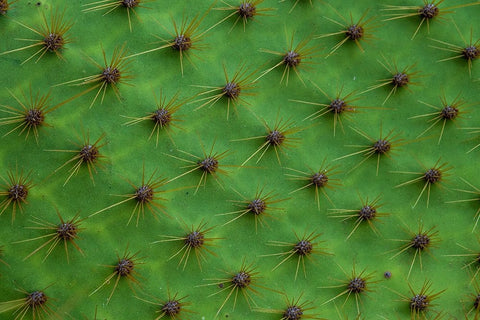 Close up of a cactus-South Plaza Island-Galapagos islands-Ecuador Black Ornate Wood Framed Art Print with Double Matting by Pitamitz, Sergio