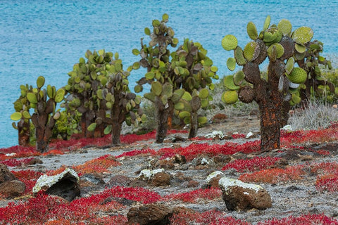Sesuvium edmonstonei and cactus-South Plaza Island-Galapagos islands-Ecuador Black Ornate Wood Framed Art Print with Double Matting by Pitamitz, Sergio