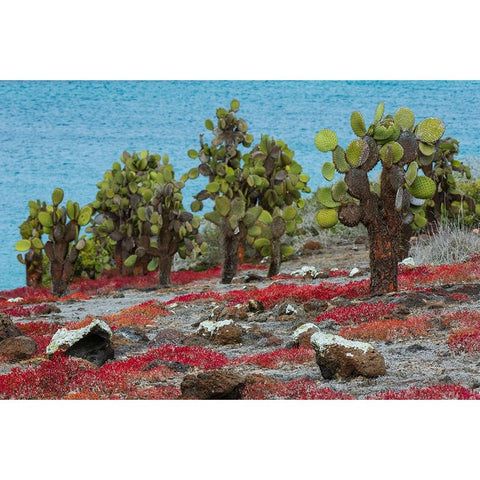 Sesuvium edmonstonei and cactus-South Plaza Island-Galapagos islands-Ecuador White Modern Wood Framed Art Print by Pitamitz, Sergio