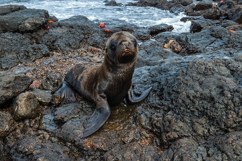 Galapagos Sea Lion-Zalophus californianus wollebaeki-South Plaza Island-Galapagos islands-Ecuador Black Ornate Wood Framed Art Print with Double Matting by Pitamitz, Sergio