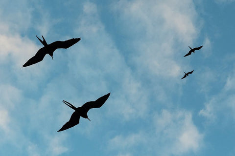 Great Frigate birds-Fregata minor ridgwayi-South Plaza Island-Galapagos islands-Ecuador Black Ornate Wood Framed Art Print with Double Matting by Pitamitz, Sergio