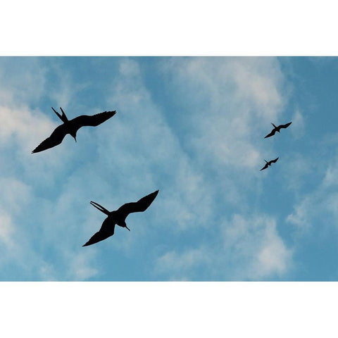 Great Frigate birds-Fregata minor ridgwayi-South Plaza Island-Galapagos islands-Ecuador Black Modern Wood Framed Art Print by Pitamitz, Sergio