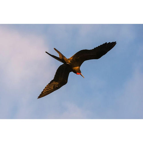 Great Frigate bird-Fregata minor ridgwayi-South Plaza Island-Galapagos islands-Ecuador Gold Ornate Wood Framed Art Print with Double Matting by Pitamitz, Sergio