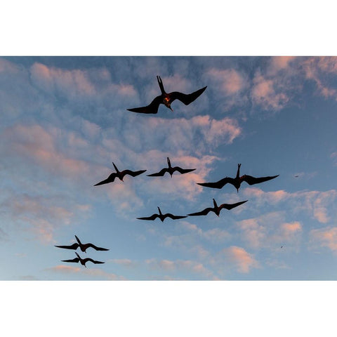Great Frigate birds-Fregata minor ridgwayi-South Plaza Island-Galapagos islands-Ecuador Black Modern Wood Framed Art Print with Double Matting by Pitamitz, Sergio
