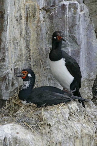 Bleaker Island Rock cormorant pair on nest Black Ornate Wood Framed Art Print with Double Matting by Morris, Arthur