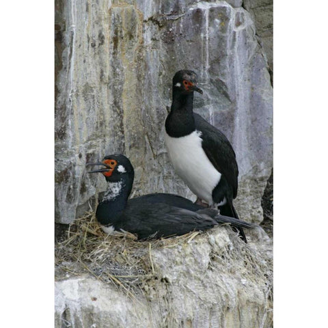 Bleaker Island Rock cormorant pair on nest Black Modern Wood Framed Art Print by Morris, Arthur