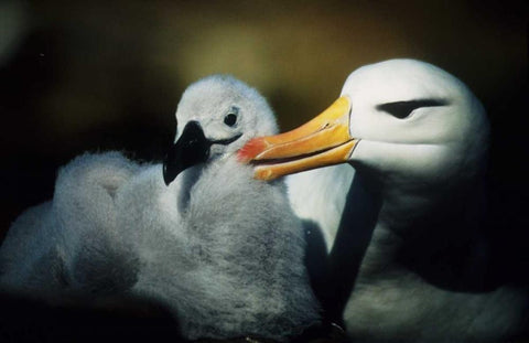Falkland Islands Albatross parent grooming chick White Modern Wood Framed Art Print with Double Matting by Williams, Joanne