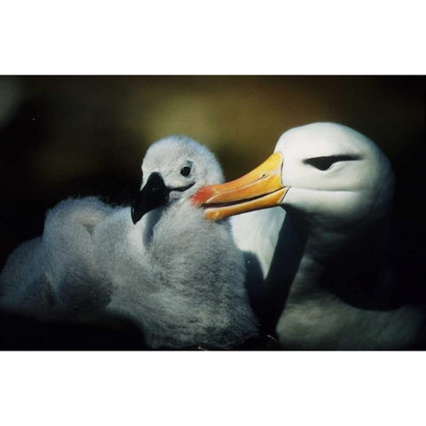 Falkland Islands Albatross parent grooming chick Black Modern Wood Framed Art Print with Double Matting by Williams, Joanne