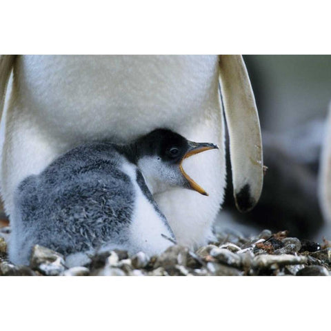 Falkland Islands Gentoo penguin chick Black Modern Wood Framed Art Print with Double Matting by Williams, Joanne