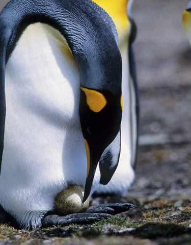 Falkland Islands King penguin tends single egg White Modern Wood Framed Art Print with Double Matting by Williams, Joanne