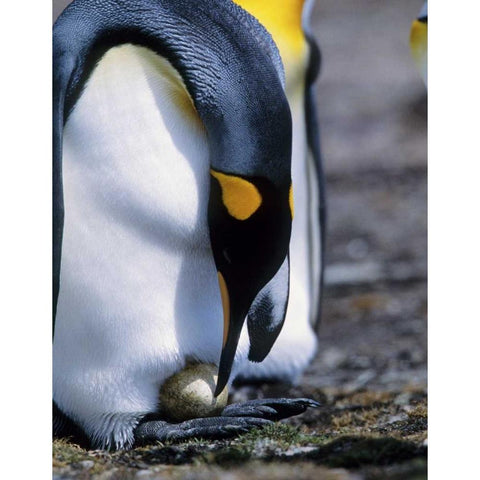 Falkland Islands King penguin tends single egg White Modern Wood Framed Art Print by Williams, Joanne