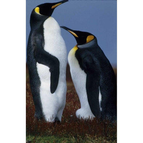 Falkland Islands King penguins stand in tundra White Modern Wood Framed Art Print by Williams, Joanne