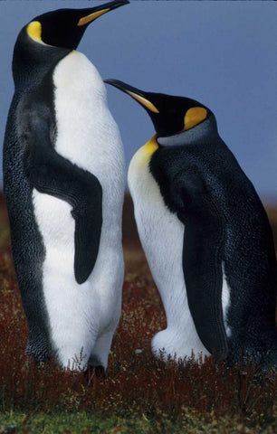 Falkland Islands King penguins stand in tundra White Modern Wood Framed Art Print with Double Matting by Williams, Joanne