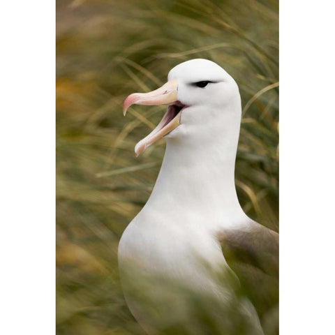 New Island Black-browed albatross guards nest White Modern Wood Framed Art Print by Grall, Don