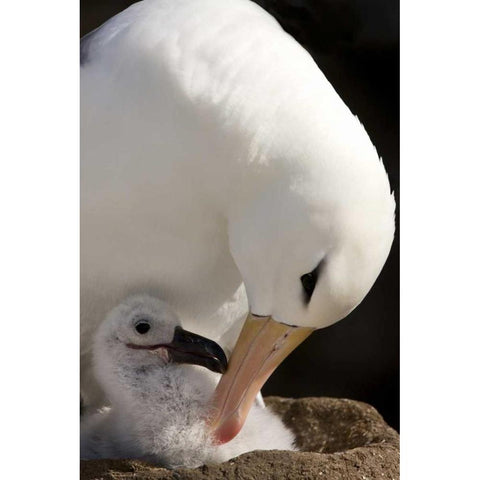 New Island Black-browed albatross preening chick Gold Ornate Wood Framed Art Print with Double Matting by Grall, Don