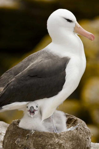 New Island Black-browed albatross and chick White Modern Wood Framed Art Print with Double Matting by Grall, Don