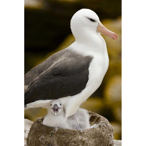 New Island Black-browed albatross and chick White Modern Wood Framed Art Print by Grall, Don