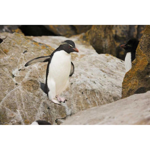 New Island Rockhopper penguin in midair Black Modern Wood Framed Art Print with Double Matting by Grall, Don
