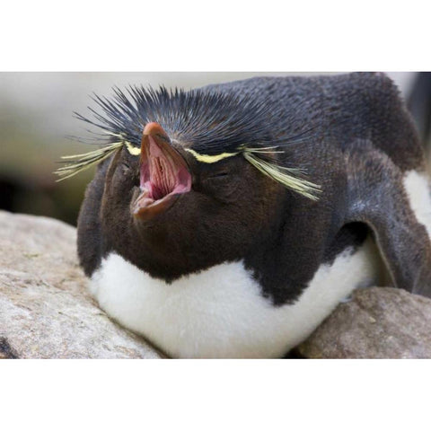 New Island Rockhopper penguin yawns on its nest Black Modern Wood Framed Art Print by Grall, Don