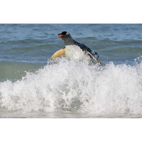 Saunders Island Gentoo penguin emerges from sea Gold Ornate Wood Framed Art Print with Double Matting by Anon, Josh