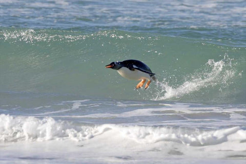 Saunders Island A gentoo penguin porpoising White Modern Wood Framed Art Print with Double Matting by Anon, Josh