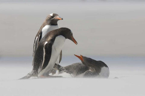 Saunders Island Gentoo penguins in a sand storm White Modern Wood Framed Art Print with Double Matting by Anon, Josh