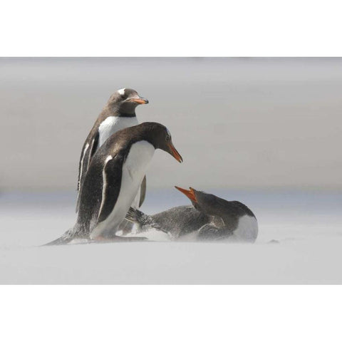 Saunders Island Gentoo penguins in a sand storm White Modern Wood Framed Art Print by Anon, Josh